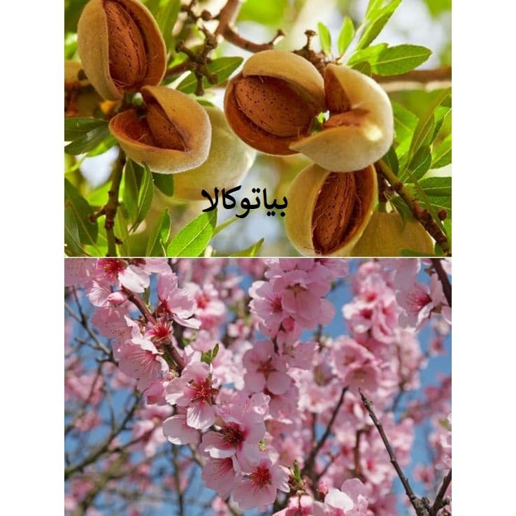 کاشت درخت و نهال در میاندواب